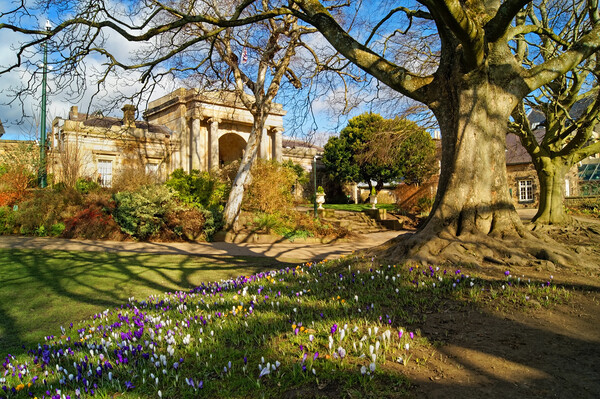 Sheffield Botanical Gardens in Spring Picture Board by Darren Galpin