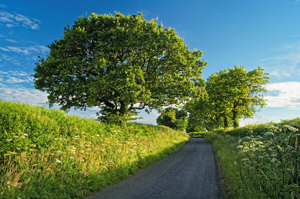 Somerset Country Lane Picture Board by Darren Galpin