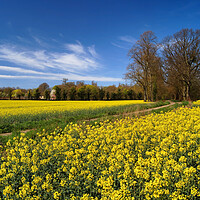 Buy canvas prints of Hickleton Rape Seed Field by Darren Galpin