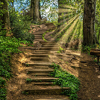 Buy canvas prints of Woodland Staircase by Darren Ball