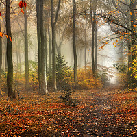 Buy canvas prints of Woodland Colour by Darren Ball