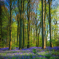 Buy canvas prints of Bluebell Time Again by Darren Ball