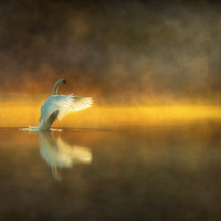 Buy canvas prints of Swan Lake by Darren Ball