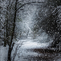 Buy canvas prints of Snow is falling by Darren Ball