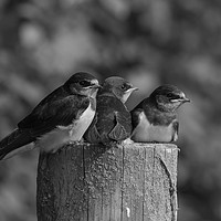 Buy canvas prints of swallows by kevin murch