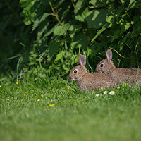 Buy canvas prints of young rabbits by kevin murch