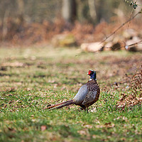 Buy canvas prints of pheasant by kevin murch