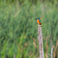 Buy canvas prints of kingfisher by kevin murch
