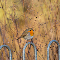 Buy canvas prints of  robin red breast by kevin murch