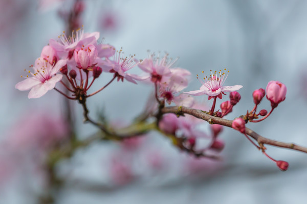 cherry blossom Canvas Print by kevin murch