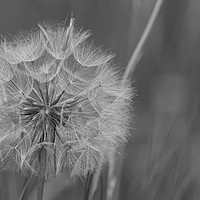 Buy canvas prints of the goats beard seed head by kevin murch