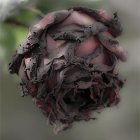 Buy canvas prints of Death of a rose. by Barry Foote