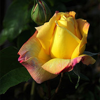 Buy canvas prints of Yellow Rose by Paul Judge