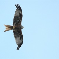Buy canvas prints of Red Kite against a blue sky by Paul Judge