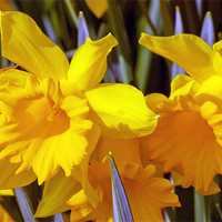Buy canvas prints of Daffodils by paul jenkinson