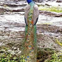 Buy canvas prints of Peacock by Norwyn Cole