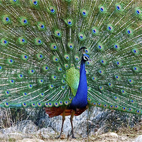 Buy canvas prints of Peacock in full Display by Norwyn Cole