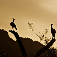 Buy canvas prints of Peacocks preparing to roost at sunset by Norwyn Cole