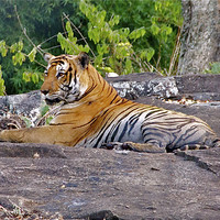 Buy canvas prints of Tiger Resting by Norwyn Cole
