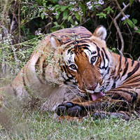 Buy canvas prints of Tiger keeping an eye by Norwyn Cole