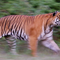 Buy canvas prints of Running tiger by Norwyn Cole