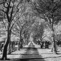 Buy canvas prints of Cemetery path. by Mark Aynsley