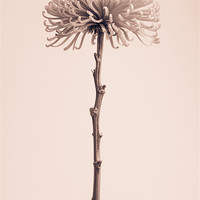 Buy canvas prints of Chrysanthemum still life. by Mark Aynsley