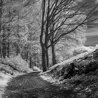 Buy canvas prints of  The path. by Mark Aynsley