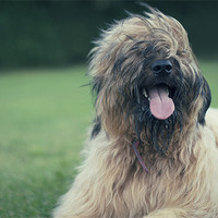 Buy canvas prints of Playful Briard. by Alex Tenters