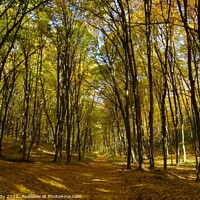 Buy canvas prints of Autumn Woodlands, Slovakia by paul petty