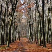 Buy canvas prints of Path in the Woods, Slovakia by paul petty