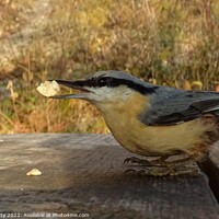Buy canvas prints of Nuthatch by paul petty