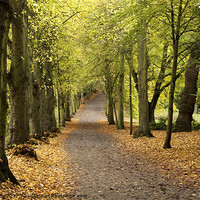 Buy canvas prints of Lime Tree Avenue by paul petty