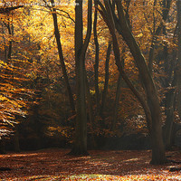 Buy canvas prints of Autumn Light by paul petty