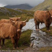 Buy canvas prints of Highland Cattle by paul petty