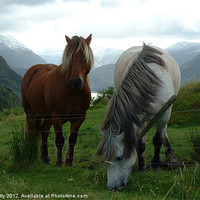 Buy canvas prints of Loch Duich Horses by paul petty