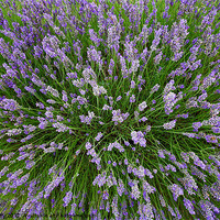 Buy canvas prints of Lavender Explosion by paul petty