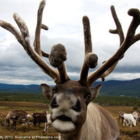 Buy canvas prints of Reindeer Close-Up! by paul petty