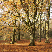 Buy canvas prints of  hampstead heath autumn by paul petty