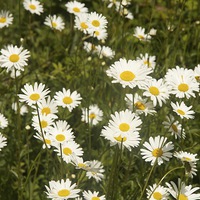 Buy canvas prints of daisies by paul petty