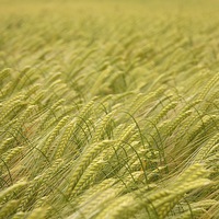 Buy canvas prints of wheat by paul petty