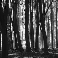 Buy canvas prints of  woods by paul petty