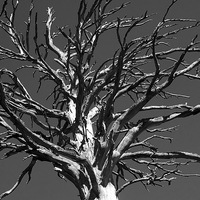 Buy canvas prints of black and white dead tree by paul petty