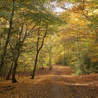 Buy canvas prints of  Epping Forest Autumn 1 by paul petty