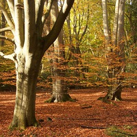Buy canvas prints of  Epping Forest Autumn 2 by paul petty