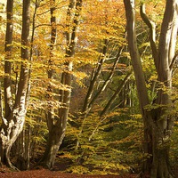 Buy canvas prints of  Epping Forest Autumn 3 by paul petty