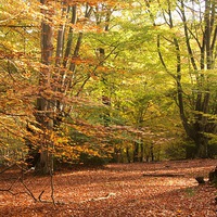 Buy canvas prints of  Epping Forest Autumn 4 by paul petty