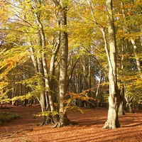 Buy canvas prints of  Epping Forest Autumn 6 by paul petty