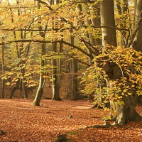 Buy canvas prints of  Epping Forest Autumn 8 by paul petty