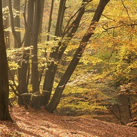 Buy canvas prints of  Epping Forest Autumn 10 by paul petty
